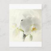 Orchideen Briefkaart (Voorkant)
