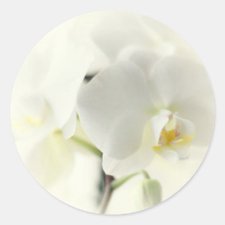Orchideen Ronde Sticker