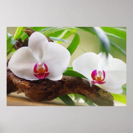 Orchideen Wellness Oase Poster (Voorkant)