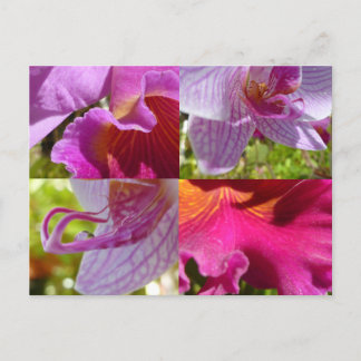 Orchids Cairns Botanic Gardens Briefkaart