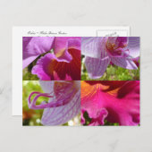 Orchids Cairns Botanic Gardens Briefkaart (Voorkant / Achterkant)