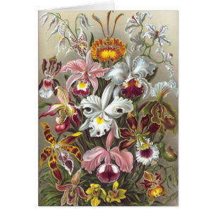 Orchids Ernst Haeckel Fine Art
