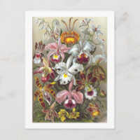 Orchids Ernst Haeckel Fine Art