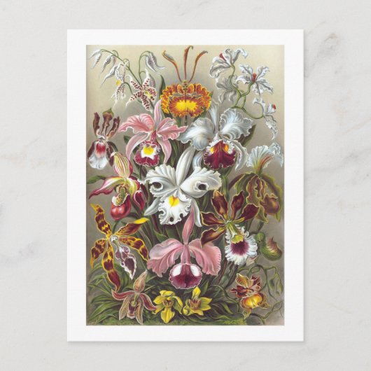 Orchids Ernst Haeckel Fine Art Briefkaart (Voorkant)