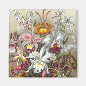 Orchids Ernst Haeckel Fine Art Magneet (Voorkant)
