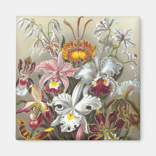 Orchids Ernst Haeckel Fine Art Magneet