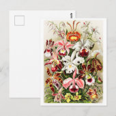  Orchids Illustratie Briefkaart (Voorkant / Achterkant)