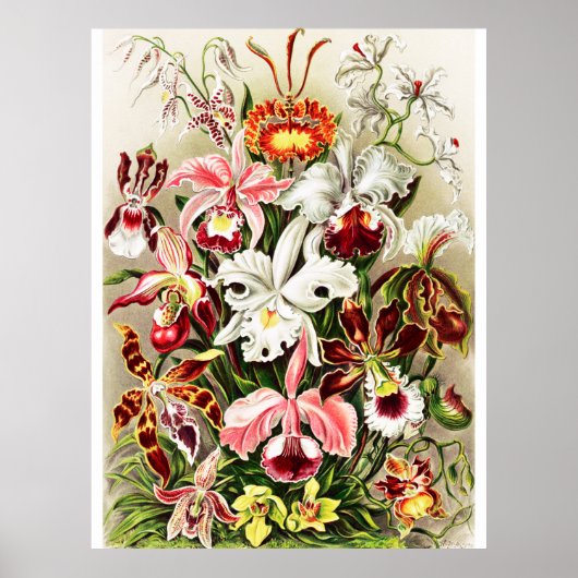  Orchids Illustratie Poster (Voorkant)