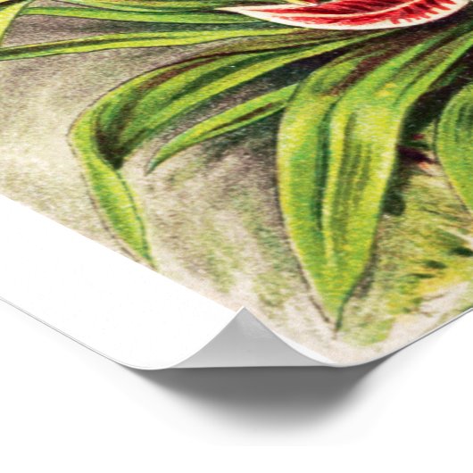  Orchids Illustratie Poster (Hoek)