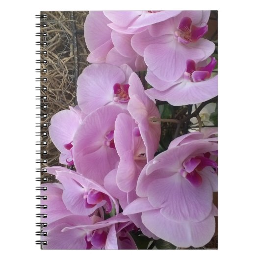Orchids Notitieboek (Voorkant)
