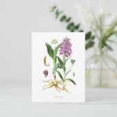 Orchis latifolia briefkaart (Staand voorkant)