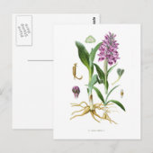 Orchis latifolia briefkaart (Voorkant / Achterkant)