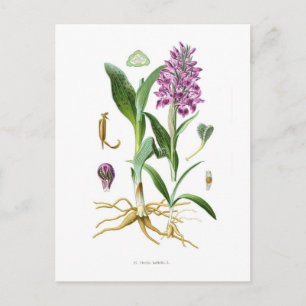 Orchis latifolia briefkaart