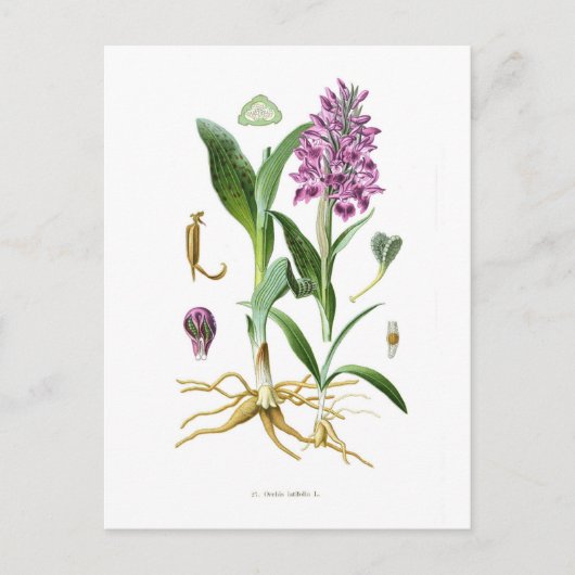 Orchis latifolia briefkaart (Voorkant)