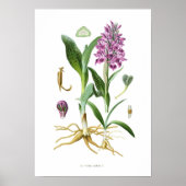 Orchis latifolia poster (Voorkant)