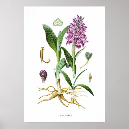 Orchis latifolia poster (Voorkant)