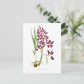 Orchis laxiflora briefkaart (Staand voorkant)