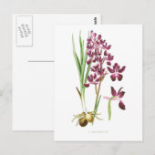 Orchis laxiflora briefkaart (Voorkant / Achterkant)