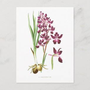 Orchis laxiflora briefkaart