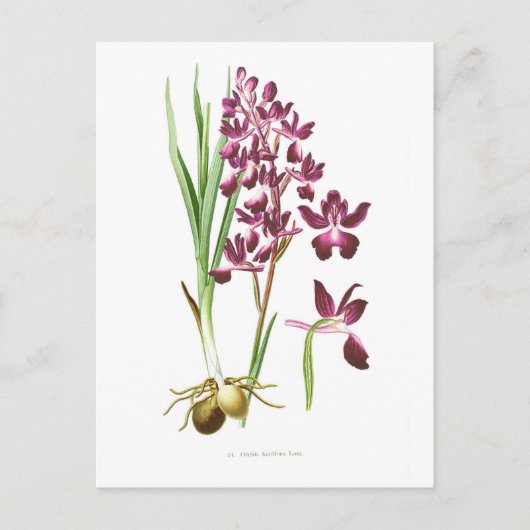 Orchis laxiflora briefkaart (Voorkant)