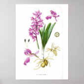 Orchis mascula poster (Voorkant)