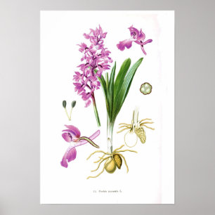 Orchis mascula poster