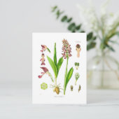 Orchis militaris (militaire orchidee) briefkaart (Staand voorkant)