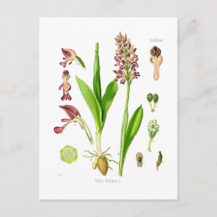 Orchis militaris (militaire orchidee) briefkaart