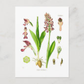 Orchis militaris (militaire orchidee) briefkaart (Voorkant)
