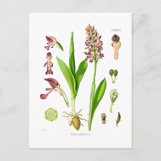 Orchis militaris (militaire orchidee) briefkaart (Voorkant)