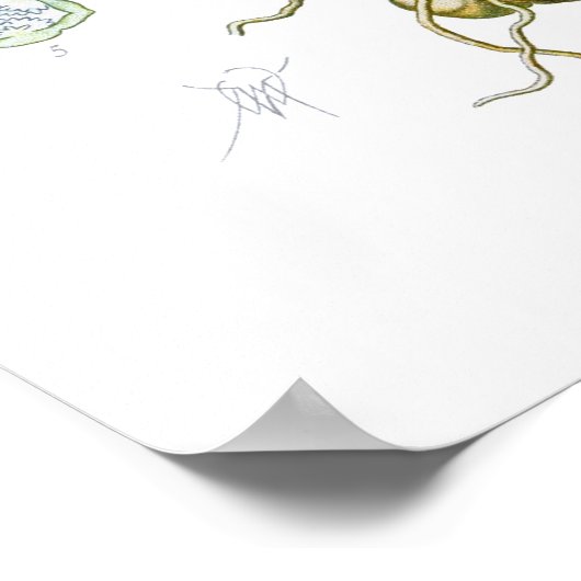 Orchis morio poster (Hoek)