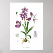 Orchis morio poster (Voorkant)