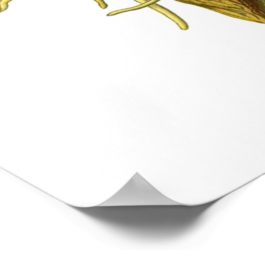 Orchis purpurea poster (Hoek)