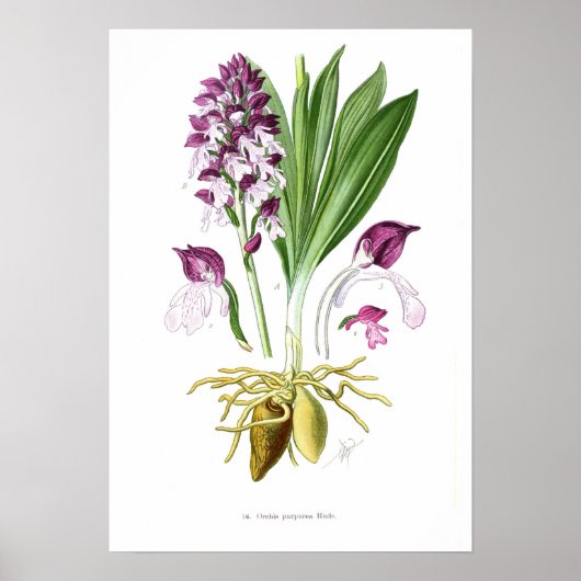 Orchis purpurea poster (Voorkant)