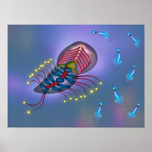 Orcoppilli Poster (Voorkant)