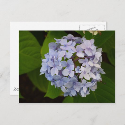 Ordensie Briefkaart (Voorkant / Achterkant)