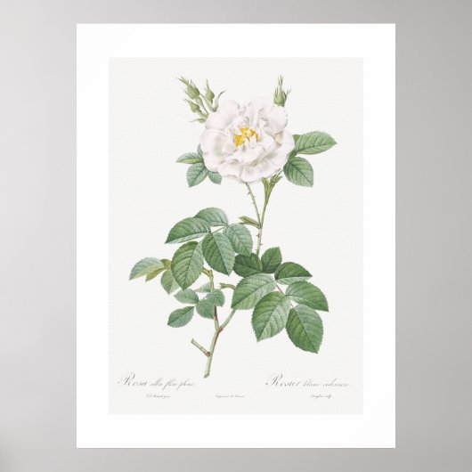Ordinary White Rose  Bloemenkunst Poster (Voorkant)