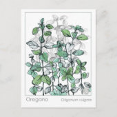 Oregano medicinale kruiden Plant tekening Briefkaart (Voorkant)