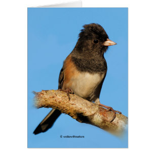 Oregon Dark-Eyed Junco op de Cherry-boom
