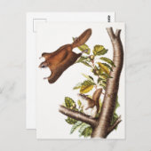 Oregon Flying Squirrel (Pteromys Origonensis) Briefkaart (Voorkant / Achterkant)