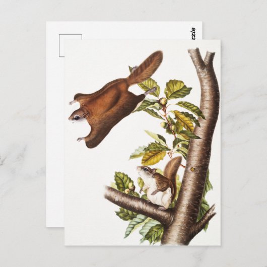 Oregon Flying Squirrel (Pteromys Origonensis) Briefkaart (Voorkant / Achterkant)
