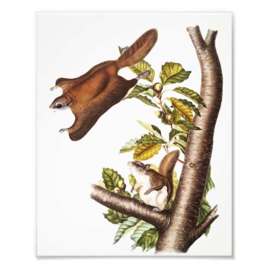 Oregon Flying Squirrel (Pteromys Origonensis) Foto Afdruk (Voorkant)