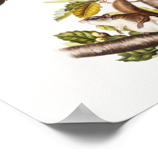 Oregon Flying Squirrel (Pteromys Origonensis) Poster (Hoek)