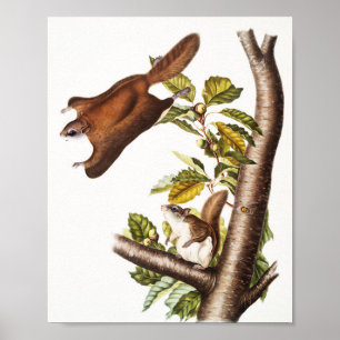 Oregon Flying Squirrel (Pteromys Origonensis) Poster