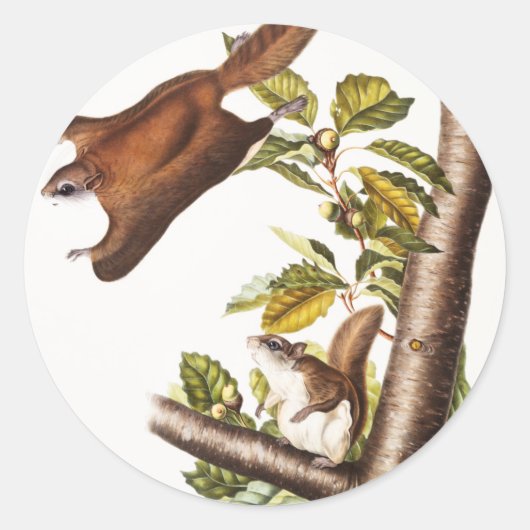 Oregon Flying Squirrel (Pteromys Origonensis) Ronde Sticker (Voorkant)