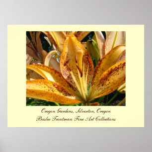 Oregon Gardens Silverton Gouden Lelie Bloemen Poster