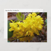 Oregon Grape Flowers Yellow Wildbloemen Briefkaart (Voorkant / Achterkant)