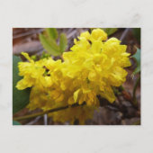Oregon Grape Flowers Yellow Wildbloemen Briefkaart (Voorkant)