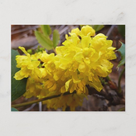 Oregon Grape Flowers Yellow Wildbloemen Briefkaart (Voorkant)