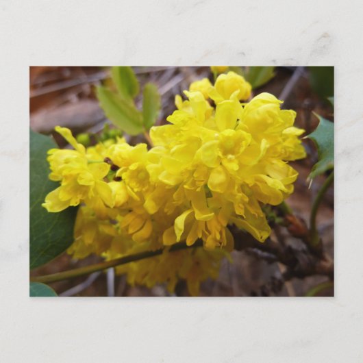 Oregon Grape Flowers Yellow Wildbloemen Briefkaart (Voorkant)